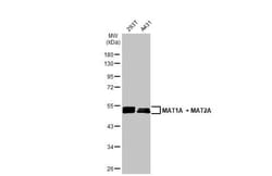 MAT1/2A Antibody (HL1679) - Azide and BSA Free, Novus Biologicals 100 &mu;L,