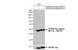 MAT1/2A Antibody (HL1679) - Azide and BSA Free, Novus Biologicals 100 &mu;L,