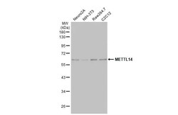 METTL14 Antibody (HL1816) - Azide and BSA Free, Novus Biologicals 100 &mu;L,