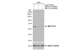 METTL14 Antibody (HL1816) - Azide and BSA Free, Novus Biologicals 100 &mu;L,
