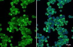 METTL14 Antibody (HL1816) - Azide and BSA Free, Novus Biologicals 100 &mu;L,