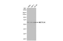 METTL14 Antibody (HL1816) - Azide and BSA Free, Novus Biologicals 100 &mu;L,