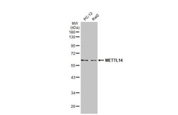 METTL14 Antibody (HL1816) - Azide and BSA Free, Novus Biologicals 100 &mu;L,