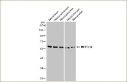 METTL14 Antibody (HL1816) - Azide and BSA Free, Novus Biologicals 100 &mu;L,