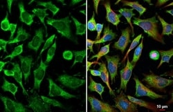 MLK4 Antibody (HL2234) - Azide and BSA Free, Novus Biologicals 100 &mu;L,