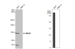 MLK4 Antibody (HL2234) - Azide and BSA Free, Novus Biologicals 100 &mu;L,