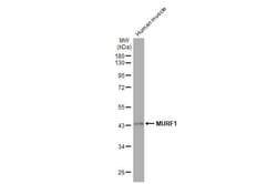 MuRF1/TRIM63 Antibody (HL1450) - Azide and BSA Free, Novus Biologicals