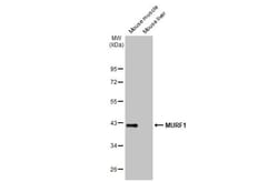 MuRF1/TRIM63 Antibody (HL1450) - Azide and BSA Free, Novus Biologicals