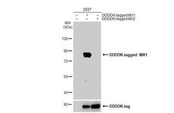MxA/Mx1 Antibody (HL1790) - Azide and BSA Free, Novus Biologicals 100 &mu;L,