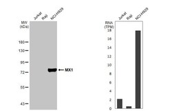 MxA/Mx1 Antibody (HL1790) - Azide and BSA Free, Novus Biologicals 100 &mu;L,