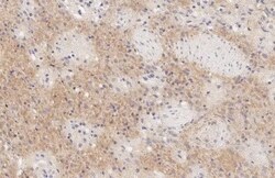 MxA/Mx1 Antibody (HL1790) - Azide and BSA Free, Novus Biologicals 100 &mu;L,