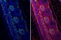 MyoD Antibody (HL1372) - Azide and BSA Free, Novus Biologicals 100 &mu;L,