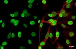 MyoD Antibody (HL1372) - Azide and BSA Free, Novus Biologicals 100 &mu;L,