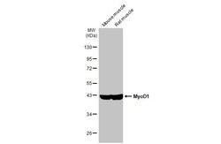 MyoD Antibody (HL1372) - Azide and BSA Free, Novus Biologicals 100 &mu;L,