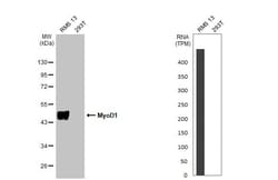 MyoD Antibody (HL1372) - Azide and BSA Free, Novus Biologicals 100 &mu;L,