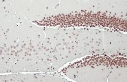 NFIX Antibody (HL1269) - Azide and BSA Free, Novus Biologicals 100 &mu;L,