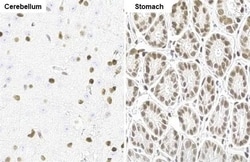 NFIX Antibody (HL1269) - Azide and BSA Free, Novus Biologicals 100 &mu;L,
