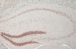 NFIX Antibody (HL1269) - Azide and BSA Free, Novus Biologicals 100 &mu;L,