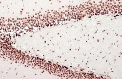 NFIX Antibody (HL1269) - Azide and BSA Free, Novus Biologicals 100 &mu;L,