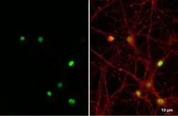 NFIX Antibody (HL1269) - Azide and BSA Free, Novus Biologicals 100 &mu;L,