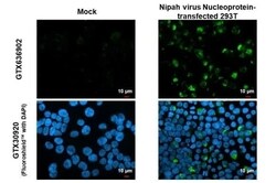 Nipah Virus Nucleoprotein Antibody (HL1436) - Azide and BSA Free, Novus Biologicals 100 &mu;L | Buy Online | Novus Biologicals | Fisher Scientific