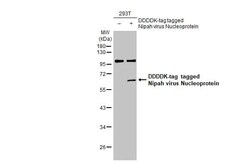 Nipah Virus Nucleoprotein Antibody (HL1436) - Azide and BSA Free, Novus Biologicals 100 &mu;L | Buy Online | Novus Biologicals | Fisher Scientific