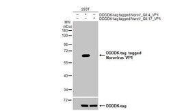 Norovirus VP1 Antibody (HL1672) - Azide and BSA Free, Novus Biologicals