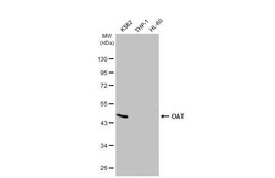 OAT Antibody (HL2087) - Azide and BSA Free, Novus Biologicals 100 &mu;L,