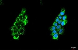 OAT Antibody (HL2087) - Azide and BSA Free, Novus Biologicals 100 &mu;L,