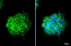 OAT Antibody (HL2088) - Azide and BSA Free, Novus Biologicals 100 &mu;L,
