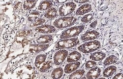 OAT Antibody (HL2088) - Azide and BSA Free, Novus Biologicals 100 &mu;L,