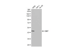 OAT Antibody (HL2088) - Azide and BSA Free, Novus Biologicals 100 &mu;L,
