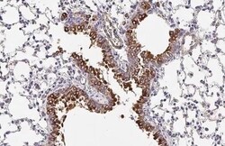 OAT Antibody (HL2088) - Azide and BSA Free, Novus Biologicals 100 &mu;L,