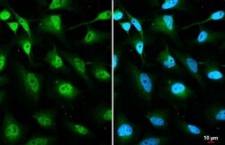O-GlcNAc Transferase p110 subunit Antibody (HL1641) - Azide and BSA Free,