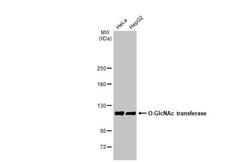 O-GlcNAc Transferase p110 subunit Antibody (HL1641) - Azide and BSA Free,