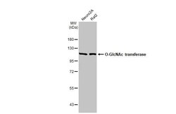 O-GlcNAc Transferase p110 subunit Antibody (HL1641) - Azide and BSA Free,