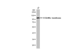 O-GlcNAc Transferase p110 subunit Antibody (HL1641) - Azide and BSA Free,