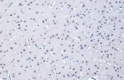 O-GlcNAc Transferase p110 subunit Antibody (HL1641) - Azide and BSA Free,