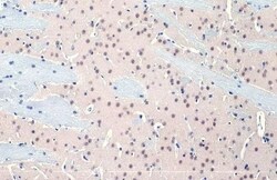 O-GlcNAc Transferase p110 subunit Antibody (HL1641) - Azide and BSA Free,