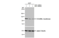 O-GlcNAc Transferase p110 subunit Antibody (HL1641) - Azide and BSA Free,