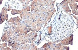 Pancreatic Lipase Antibody (HL1310) - Azide and BSA Free, Novus Biologicals