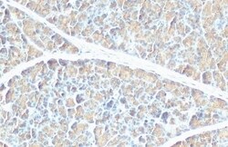 Pancreatic Lipase Antibody (HL1310) - Azide and BSA Free, Novus Biologicals