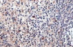 PARP14 Antibody (HL1178) - Azide and BSA Free, Novus Biologicals 100 &mu;L,
