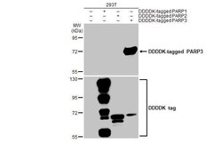 PARP3 Antibody (HL1509) - Azide and BSA Free, Novus Biologicals 100 &mu;L,