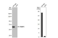 PARP3 Antibody (HL1509) - Azide and BSA Free, Novus Biologicals 100 &mu;L,