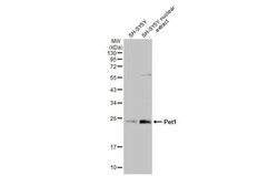 Pet1 Antibody (HL2043) - Azide and BSA Free, Novus Biologicals 100 &mu;L,