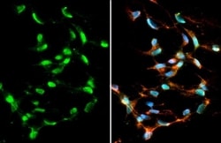 Pet1 Antibody (HL2045) - Azide and BSA Free, Novus Biologicals 100 &mu;L,