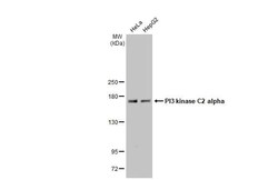 PIK3C2A Antibody (HL1612) - Azide and BSA Free, Novus Biologicals 100 &mu;L | Buy Online | Novus Biologicals | Fisher Scientific