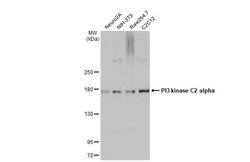 PIK3C2A Antibody (HL1612) - Azide and BSA Free, Novus Biologicals 100 &mu;L | Buy Online | Novus Biologicals | Fisher Scientific