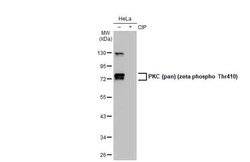 pan PKC, p Thr410 Antibody (HL1279) - Azide and BSA Free, Novus Biologicals